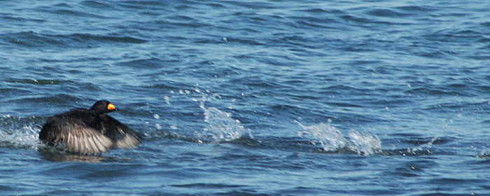 Black Scoter at Montauk Point, New York