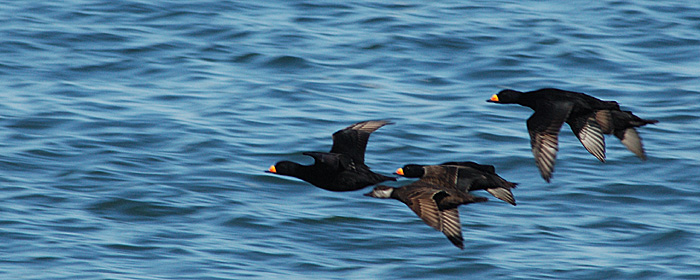 Black Scoter at Montauk Point, New York