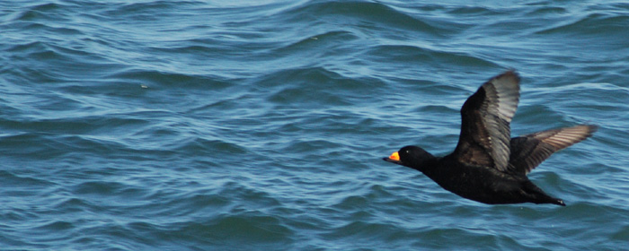 Black Scoter at Montauk Point, New York