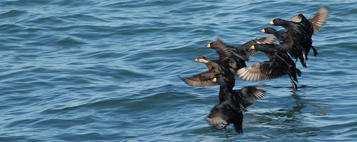 Black Scoter at Montauk Point, New York