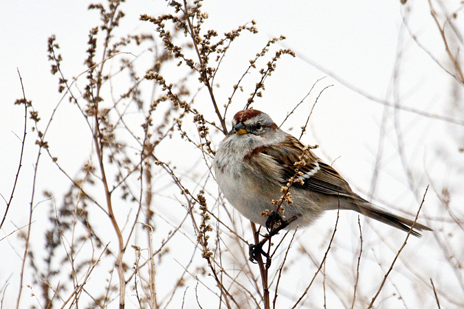 American Tree Sparrow, Croton Point Park, New York