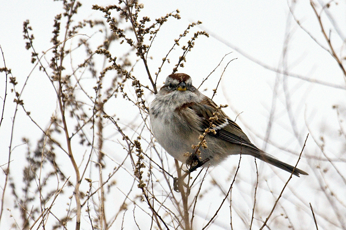 American Tree Sparrow, Croton Point Park, New York