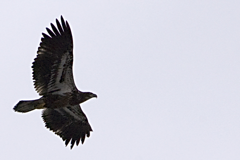 Juvenile Bald Eagle, George's Island Park, Montrose, New York