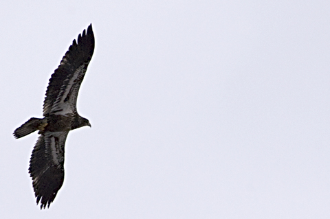 Juvenile Bald Eagle, George's Island Park, Montrose, New York