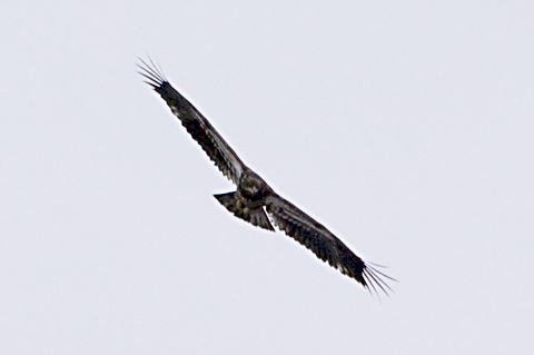 Juvenile Bald Eagle, George's Island Park, Montrose, New York