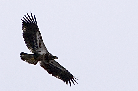 Juvenile Bald Eagle, George's Island Park, Montrose, New York