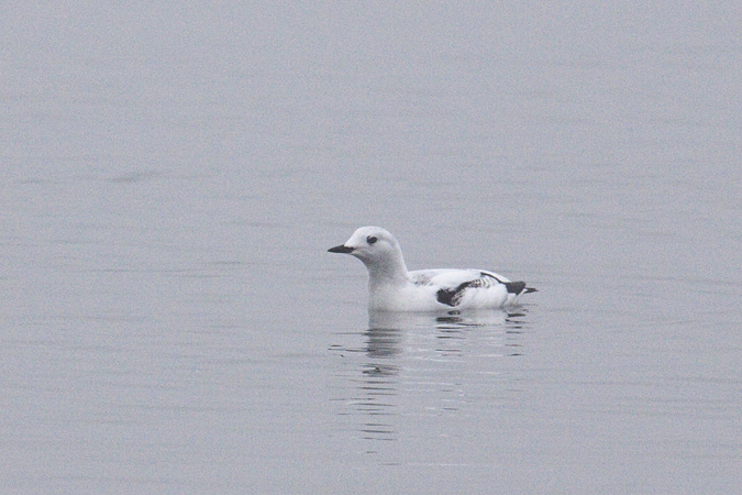 Black Guillemot, Sebonac Inlet, Suffolk County, New York