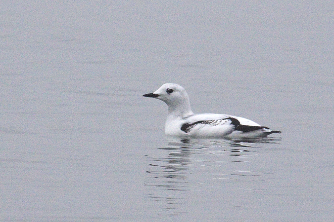 Black Guillemot, Sebonac Inlet, Suffolk County, New York