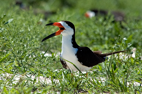 Black Skimmer, Breezy Point, Gateway National Recreation Area, Queens, New York