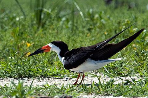 Black Skimmer, Breezy Point, Gateway National Recreation Area, Queens, New York