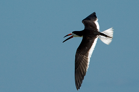 Black Skimmer, Breezy Point, Gateway National Recreation Area, Queens, New York