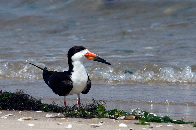 Black Skimmer, Breezy Point, Gateway National Recreation Area, Queens, New York