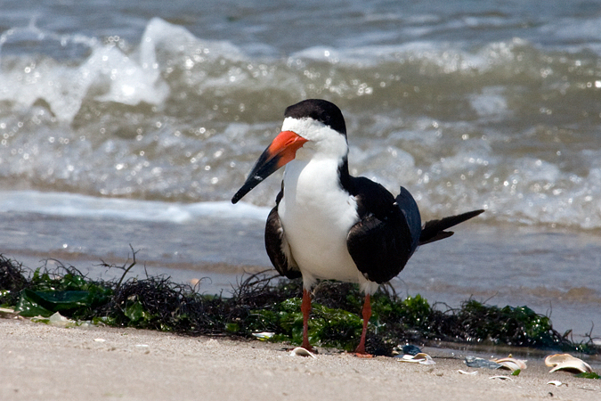 Black Skimmer, Breezy Point, Gateway National Recreation Area, Queens, New York