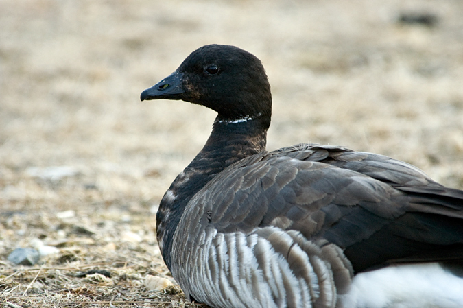 Brant, Jones Beach State Park, New York