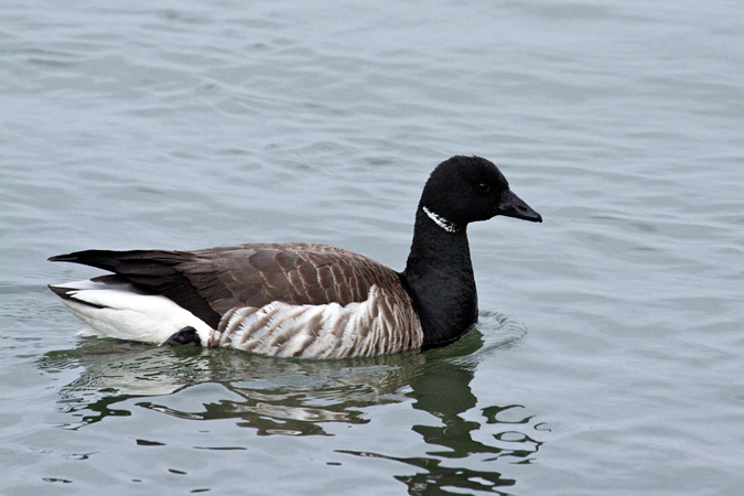 Brant, Jones Beach State Park, New York