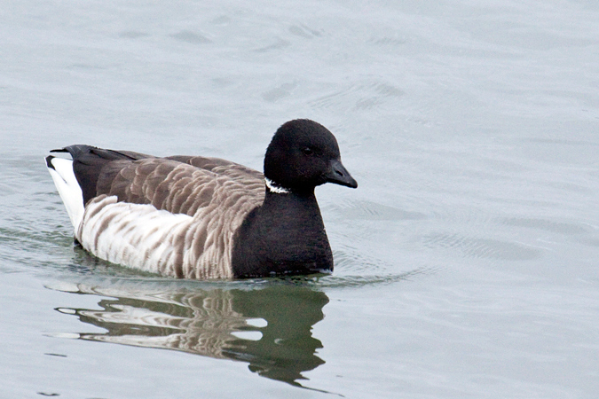 Brant, Jones Beach State Park, New York