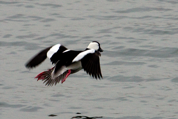 Male Bufflehead at Pelham Bay Park, Bronx, New York