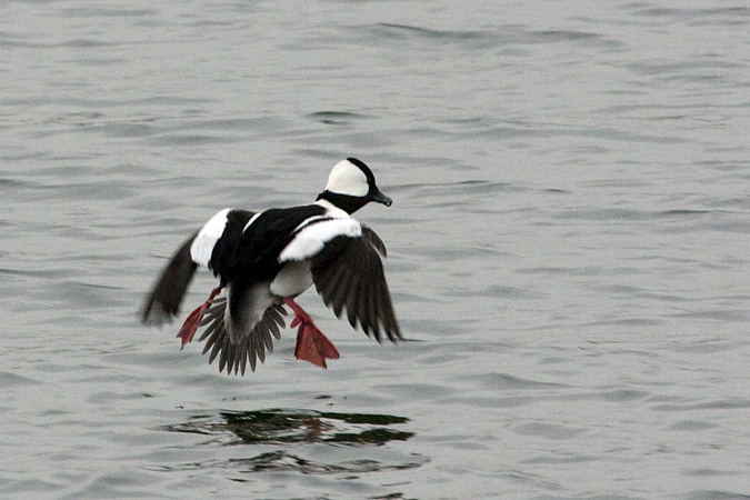 Male Bufflehead at Pelham Bay Park, Bronx, New York