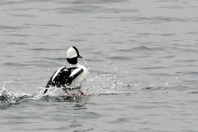 Male Bufflehead at Pelham Bay Park, Bronx, New York