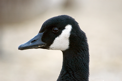 Canada Goose at Jones Beach State Park, New York