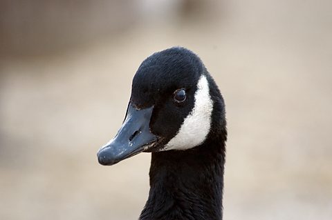 Canada Goose at Jones Beach State Park, New York