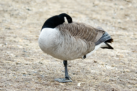 Canada Goose at Jones Beach State Park, New York