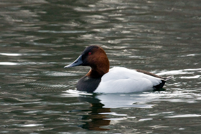 Canvasback, St. John's Pond, Oyster Bay, New York