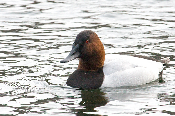 Canvasback, St. John's Pond, Oyster Bay, New York