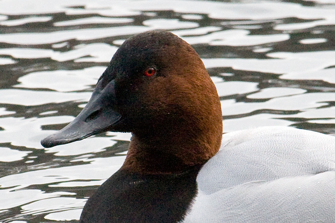 Canvasback, St. John's Pond, Oyster Bay, New York