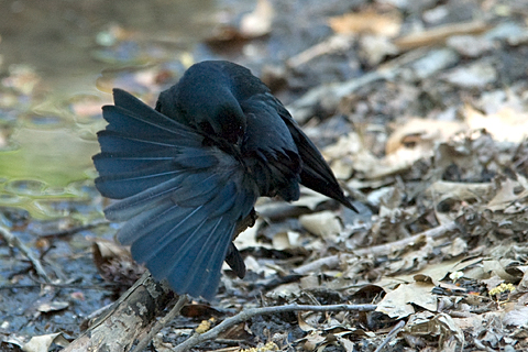 Common Grackle, Central Park, New York, NY