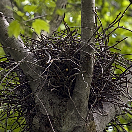 Cooper's Hawk Nest, Katonah, New York