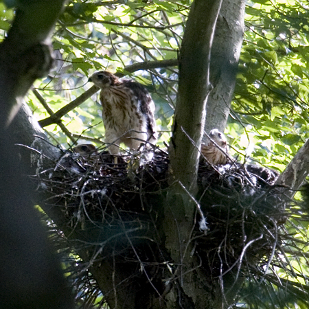 Immature Cooper's Hawk on Nest, Katonah, New York