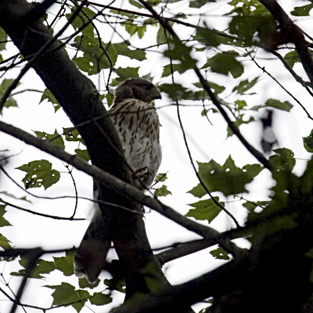 Immature Cooper's Hawk, Katonah, New York