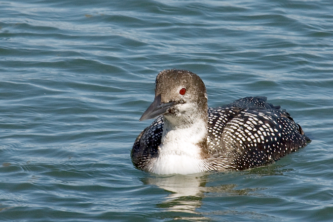 Common Loon at Lake Montauk, Montauk, New York