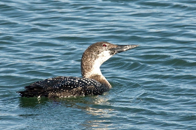 Common Loon at Lake Montauk, Montauk, New York