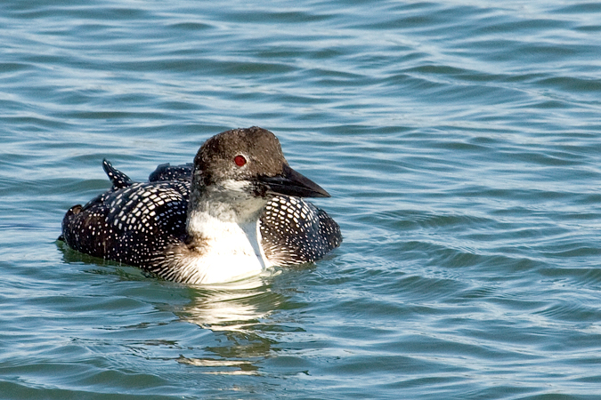 Common Loon at Lake Montauk, Montauk, New York