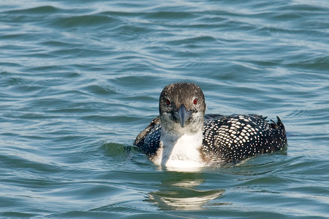 Common Loon at Lake Montauk, Montauk, New York