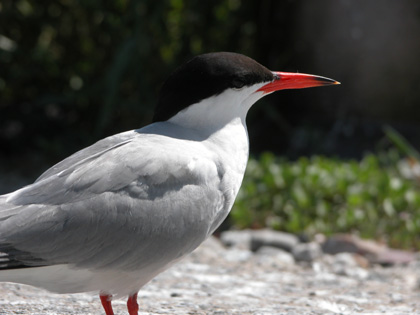 Common Tern - Great Gull Island - July 31, 2004