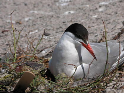 Common Tern - Sterna Hirundo