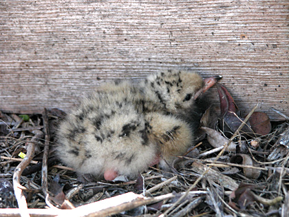 Common Tern chick, still with an egg tooth