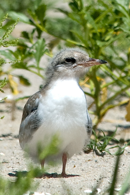 Common Tern Chick at Breezy Point, Gateway NRA, Queens, NY