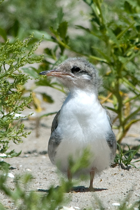 Common Tern Chick at Breezy Point, Gateway NRA, Queens, NY