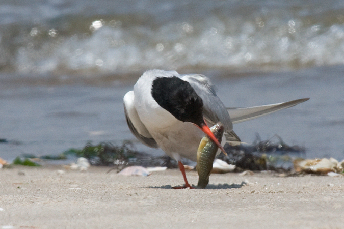 Common Tern - Breezy Point, Gateway NRA, New York