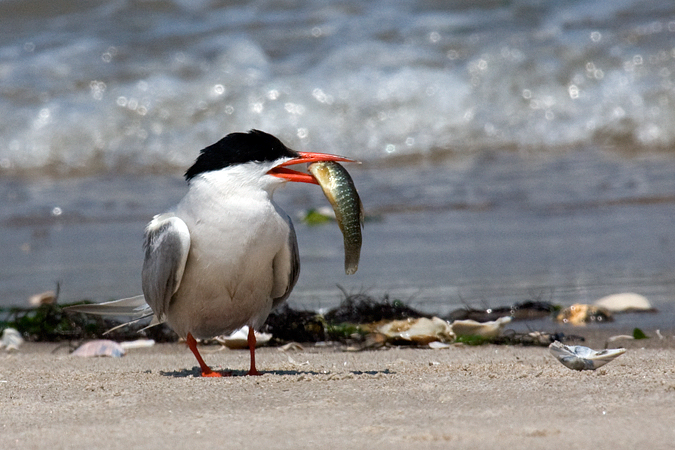 Common Tern - Breezy Point, Gateway NRA, New York