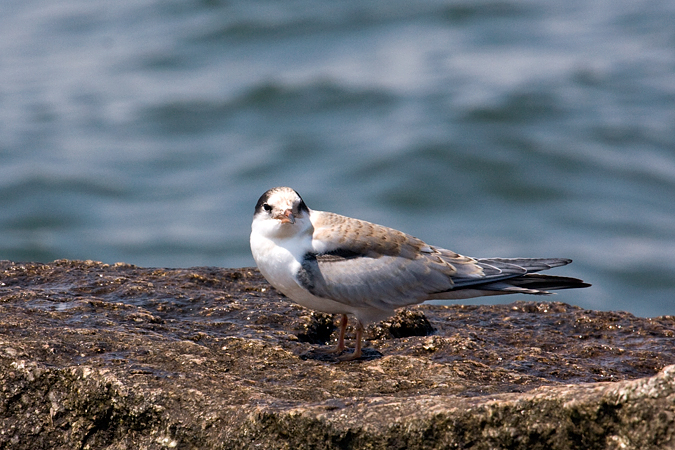 Juvenile Common Tern at Breezy Point, Gateway NRA, Queens, NY