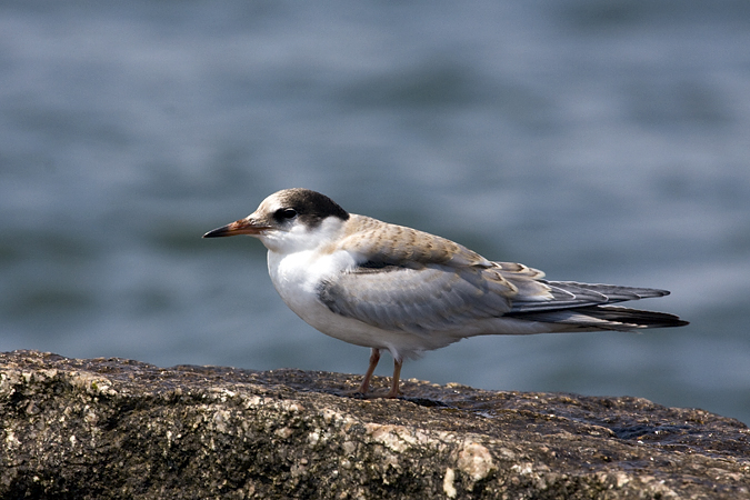 Juvenile Common Tern at Breezy Point, Gateway NRA, Queens, NY