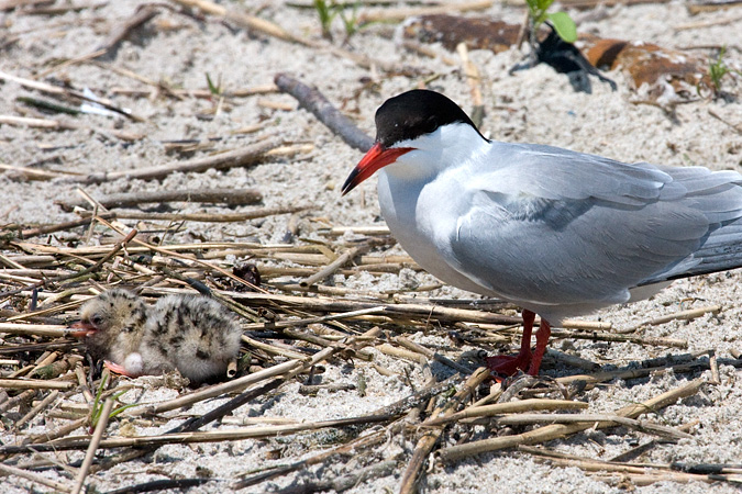 Common Tern With Chick - Breezy Point, Gateway NRA, New York