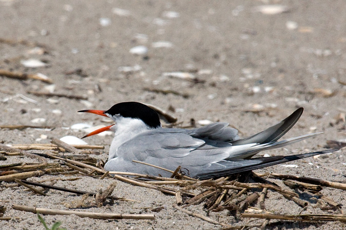 Nesting Common Tern - Breezy Point, Gateway NRA, New York