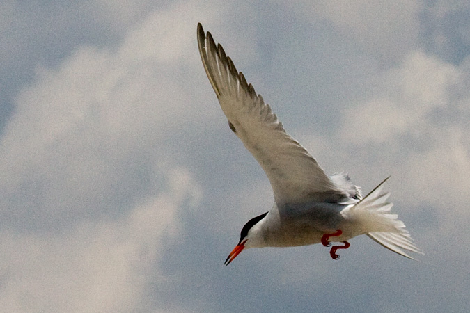 Common Tern - Breezy Point, Gateway NRA, New York