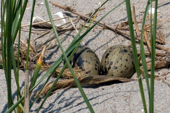 Common Tern Eggs - Breezy Point, Gateway NRA, New York